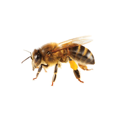 Honey Bees : Critter Control of Seattle