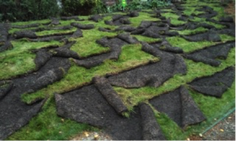 Raccoon Damage to yard in Mercer Island