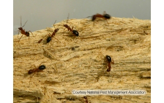 carpenter ants