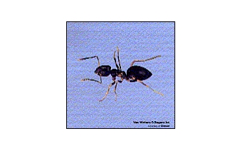 odorous ant