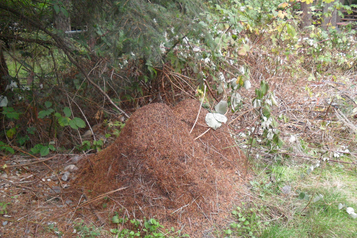 thatching ant nest