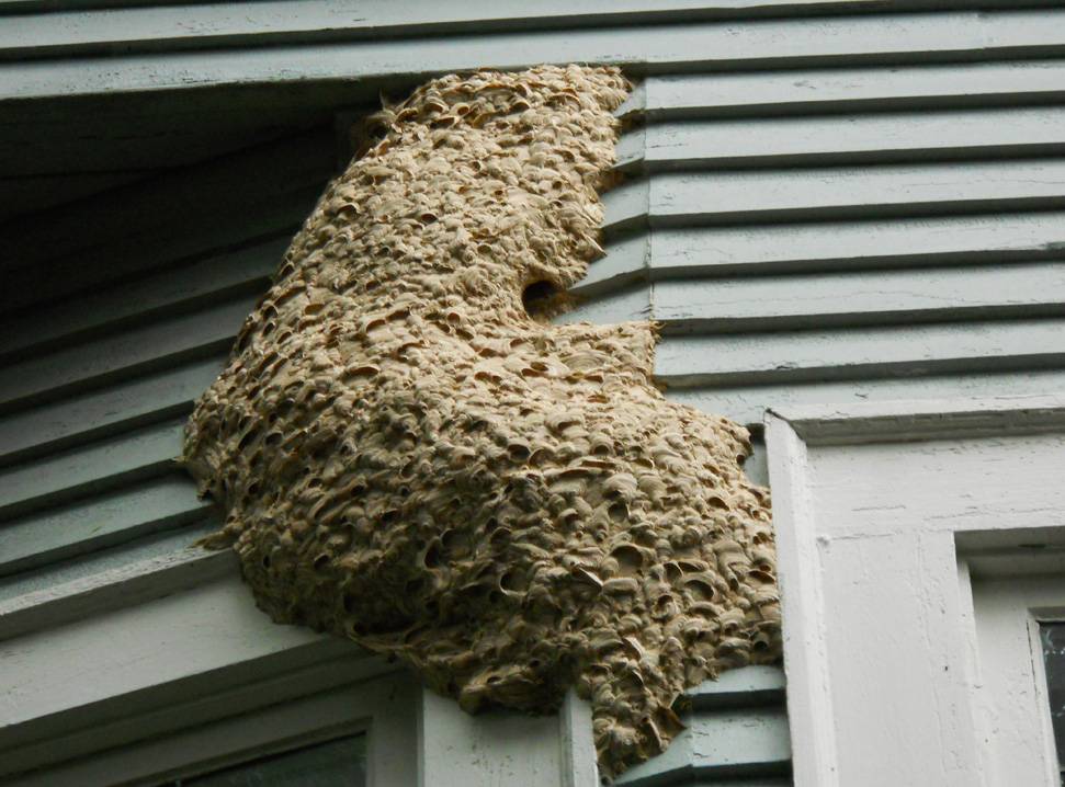 wasps damage nest wasp entry insects