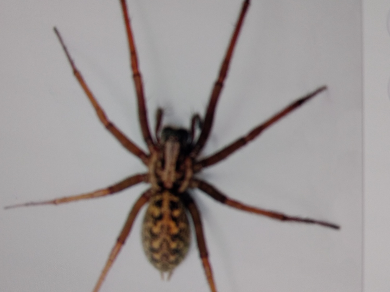 House spider