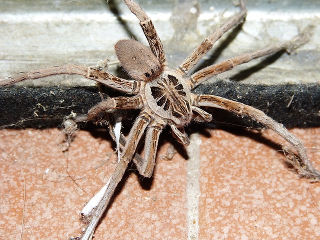 wolf spider eyes glow