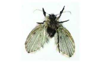 Drain fly