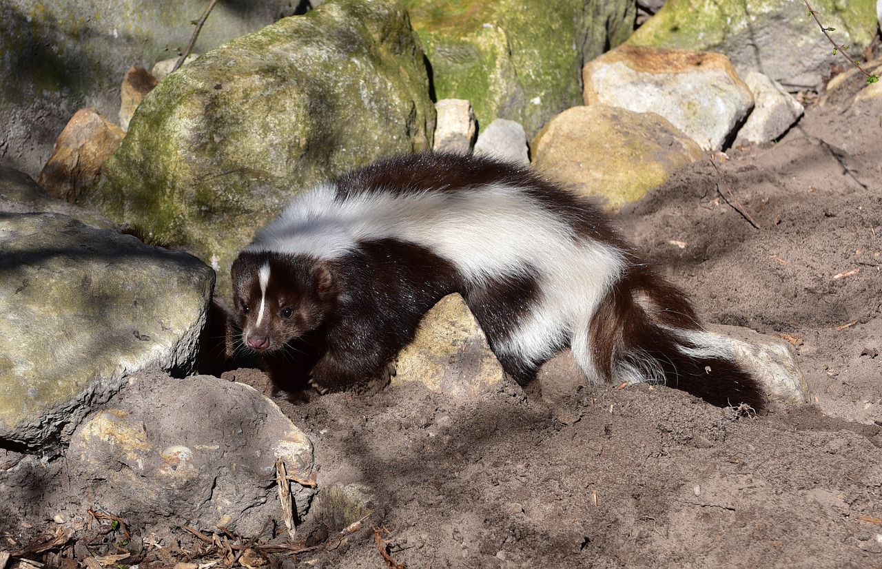 Skunk removal in Seattle