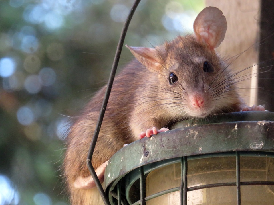 Rat hanging on a bird feeder in Seattle.