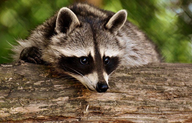 Raccoon control in Seattle