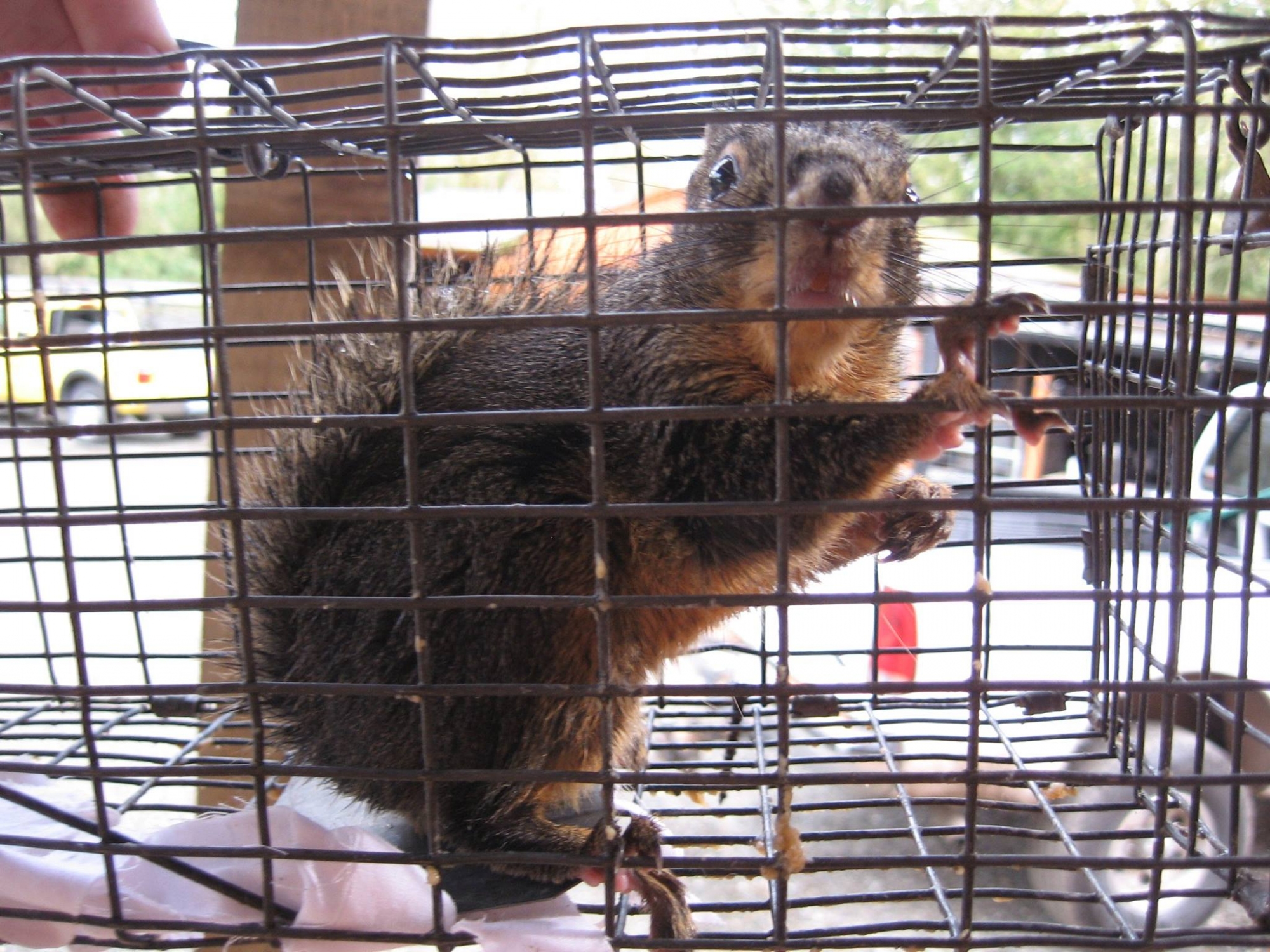 Squirrel trapping services in Seattle.