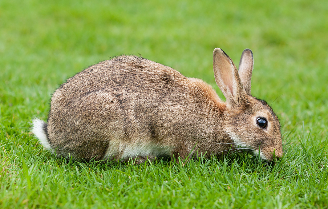 Rabbit control in Seattle